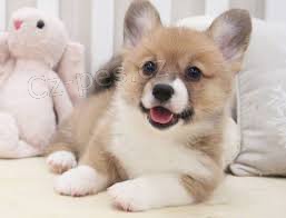 Pembroke Welsh Corgi Pembroke Welsh Corgi