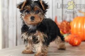 yorkie štěňata yorkie štěňata