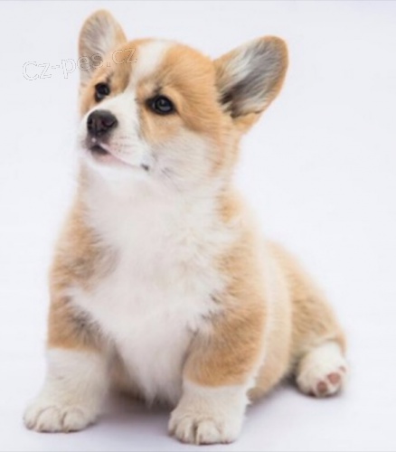 �t��ata Pembroke Welsh Corgi