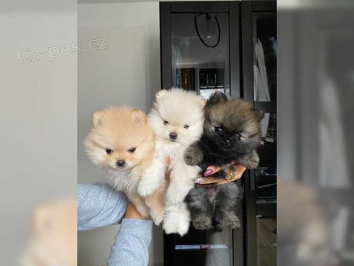 Pomeranian medvídek štěně Pomeranian medvídek štěně