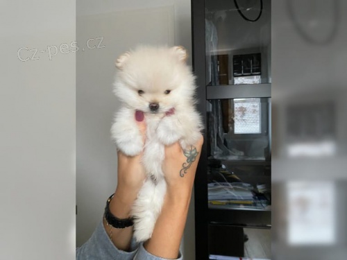 Pomeranian medvídek štěně Pomeranian medvídek štěně