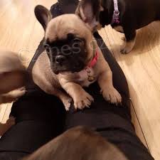 3 krásná čistokrevná štěňata francouzského buldočka na prodej. 3 krásná čistokrevná štěňata francouzského buldočka na prodej.