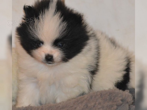 Pomeranian/špic štěňata Pomeranian/špic štěňata