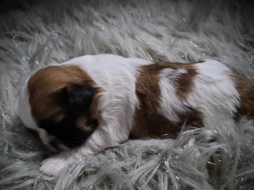 štěňata shih tzu štěňata shih tzu