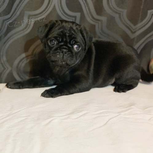 �ern� z���c� �t��ata hedv�bn�ho mopsl�ka