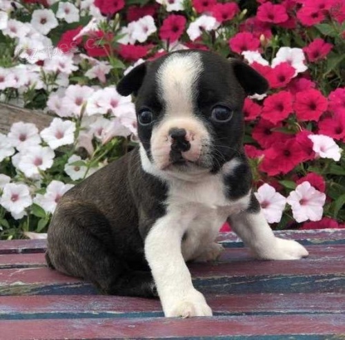 Kr�sn� �t��ata bostonsk�ho teri�ra