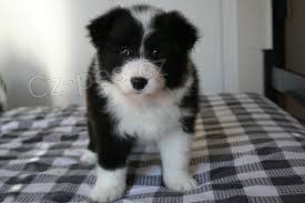 border kolie štěňata border kolie štěňata