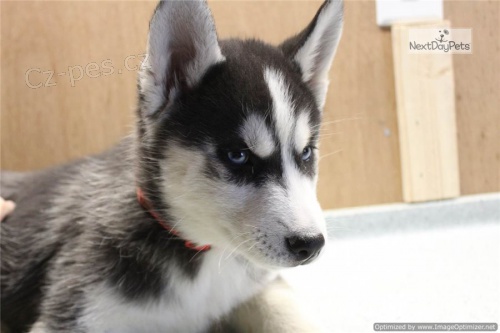 sibiřský husky štěňata sibiřský husky štěňata