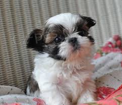 štěňata shih tzu štěňata shih tzu