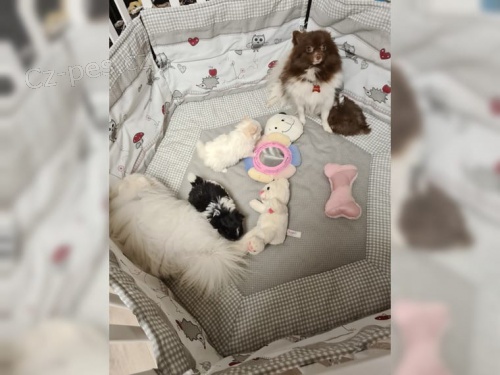  Pomeranian/Trpasli�� �pic �t��ata