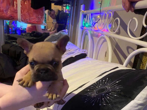 Francouzský buldoček štěňata Francouzský buldoček štěňata