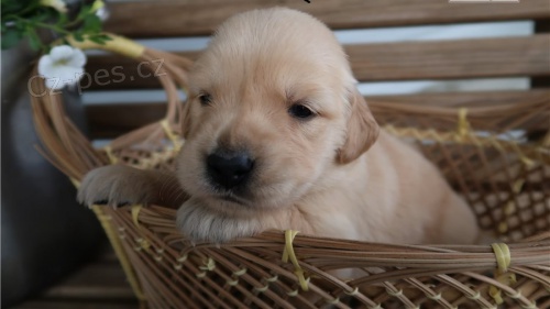 Zlatý retrívr štěňata Zlatý retrívr štěňata