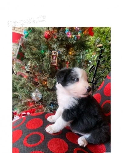 border kolie štěňata border kolie štěňata