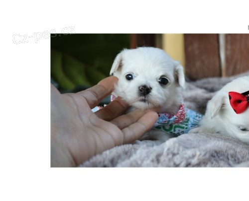 maltézská štěňata maltézská štěňata