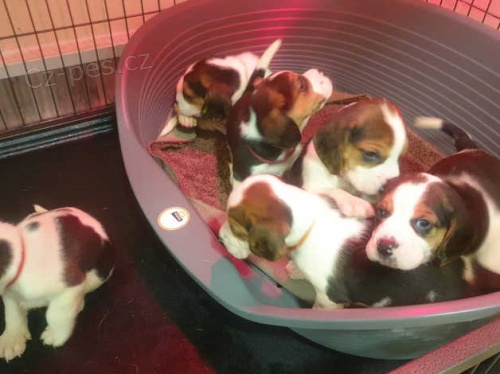 BEAGLE ŠTĚŇATA BEAGLE ŠTĚŇATA