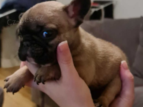 francouzský buldok štěňata k dispozici francouzský buldok štěňata k dispozici