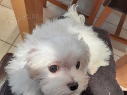 maltézská štěňata maltézská štěňata