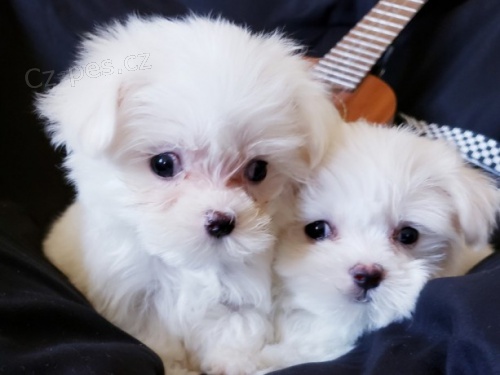 Bílé maltské štěňata na prodej Bílé maltské štěňata na prodej