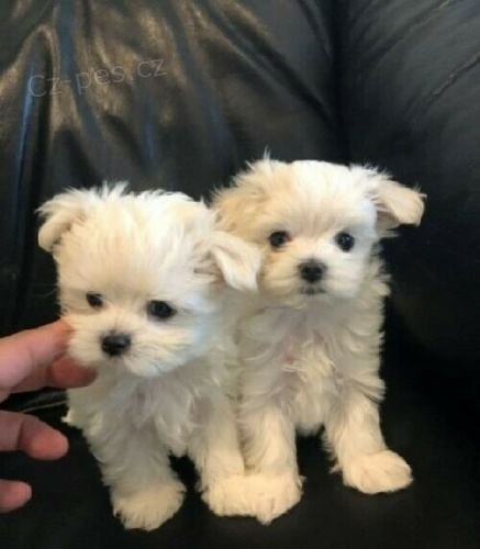 maltézská štěňata maltézská štěňata