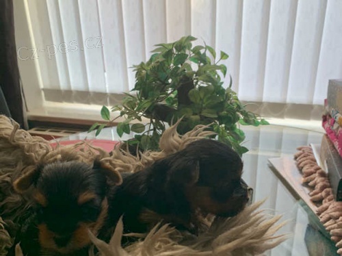 yorkie štěňata yorkie štěňata