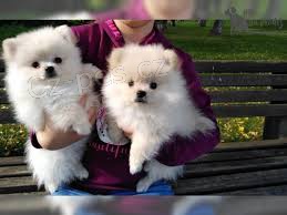 Pomeranian štěňata Pomeranian štěňata
