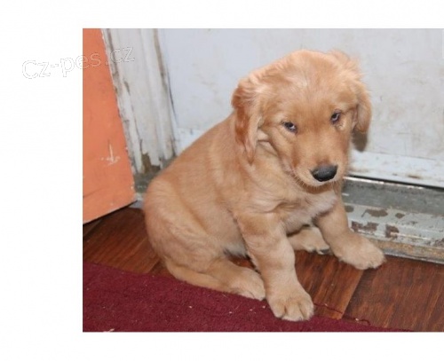 Zlatý retrívr štěně na prodej Zlatý retrívr štěně na prodej