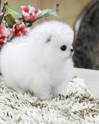 špicl štěňata špicl štěňata