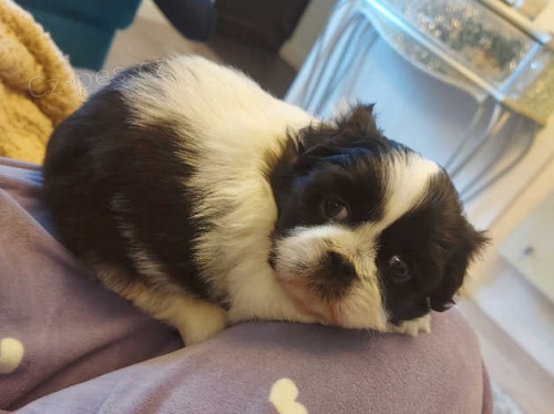 štěňata shih tzu štěňata shih tzu