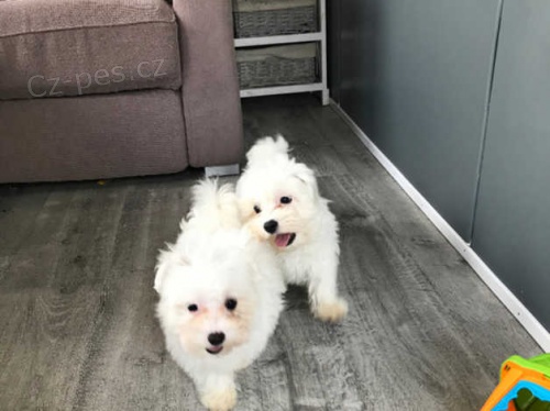 maltézská štěňata maltézská štěňata