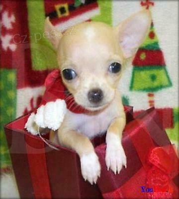 štěňata čivava štěňata čivava