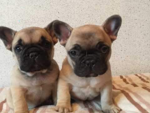 Francouzský buldoček štěňata Francouzský buldoček štěňata