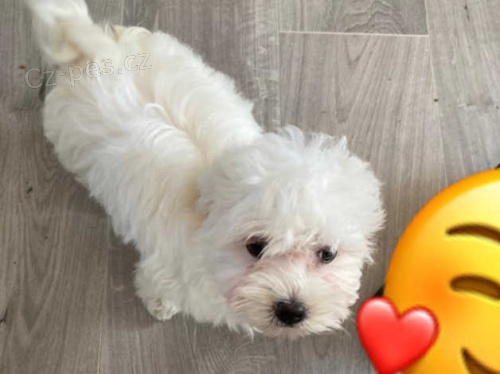 maltézská štěňata maltézská štěňata