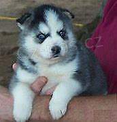 sibiřský husky štěňata sibiřský husky štěňata