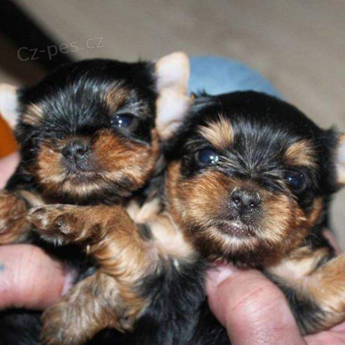 yorkshire štěňata yorkshire štěňata