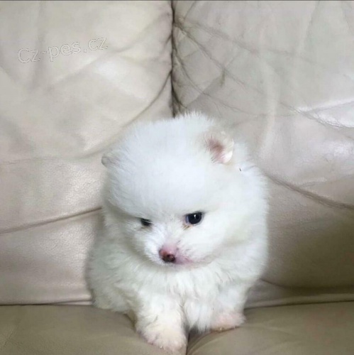 pudlí štěňata pudlí štěňata