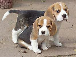 BEAGLE ŠTĚŇATA BEAGLE ŠTĚŇATA