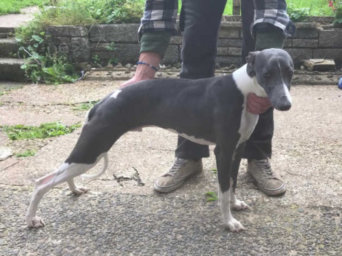 Whippet Whippet