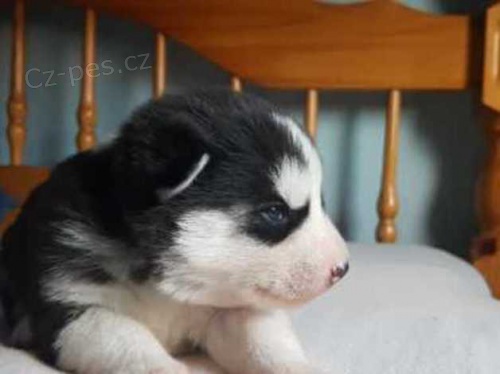 sibiřský husky štěňata sibiřský husky štěňata