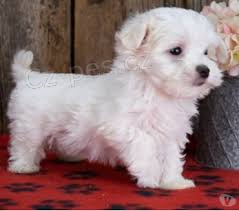 maltézská štěňata maltézská štěňata