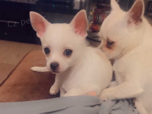 štěňata čivavy k dispozici štěňata čivavy k dispozici