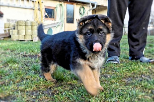 Německý ovčák - štěňata Německý ovčák - štěňata
