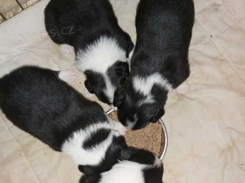 border kolie štěňata border kolie štěňata
