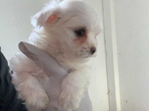 maltézská štěňata maltézská štěňata