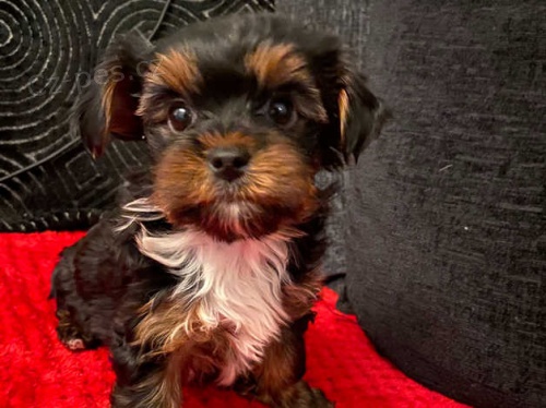 yorkshire štěňata yorkshire štěňata