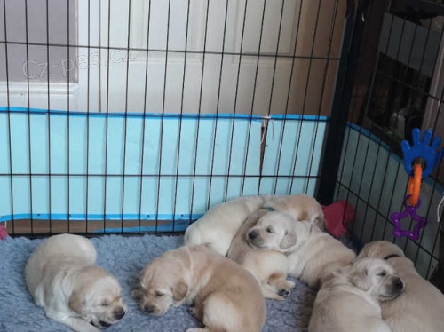 Zlatý retrívr štěně na prodej Zlatý retrívr štěně na prodej