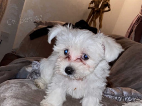 maltézská maltézská