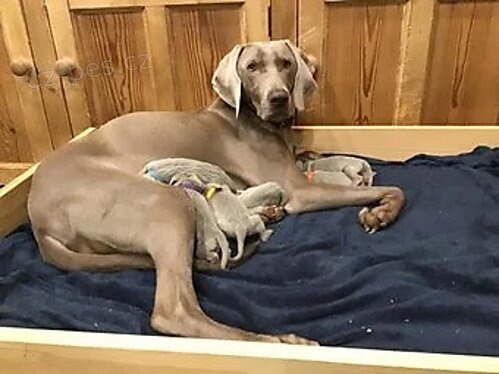 Krásná stříbrná štěňata Weimaraner Kc Krásná stříbrná štěňata Weimaraner Kc
