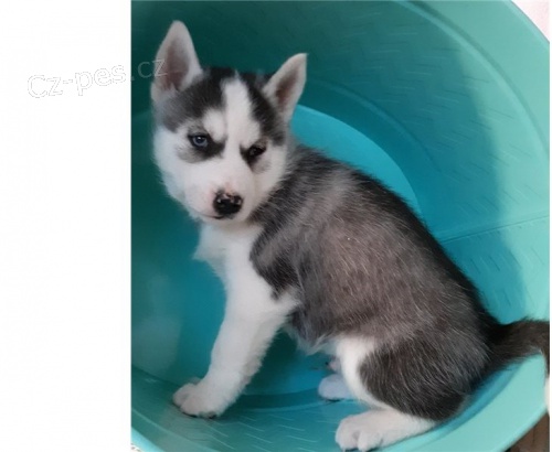 SIBIŘSKÝ HUSKY SIBIŘSKÝ HUSKY
