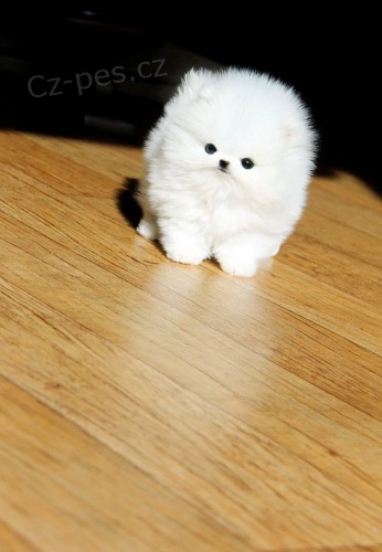 Zdrav� �picl �t��ata