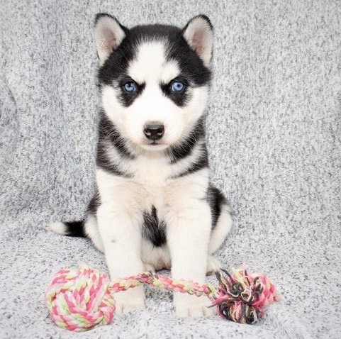Blue eye sibi�sk� husky �t��ata. P�ij�te se zdravotn�mi z�znamy a rodokmenem.